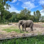 Miejski ogród zoologiczny - Praga, Warszawa